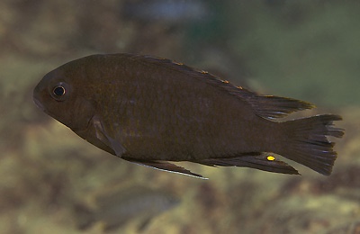 Tropheops sp. 'black hara' Gallireya Reef